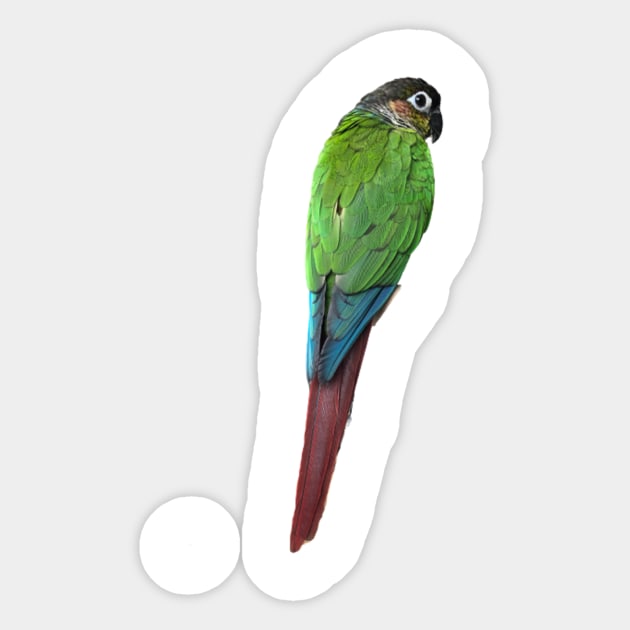 Green Cheek Conure Parrot Bird design, Love for birds Sticker by TatianaLG